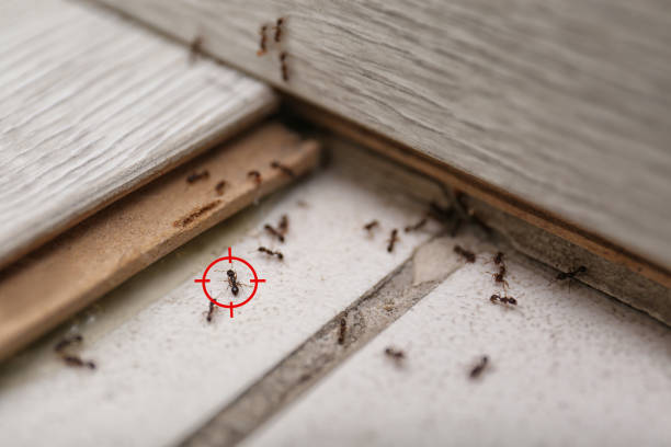 Best Pest Inspection Near Me  in Brookings, OR