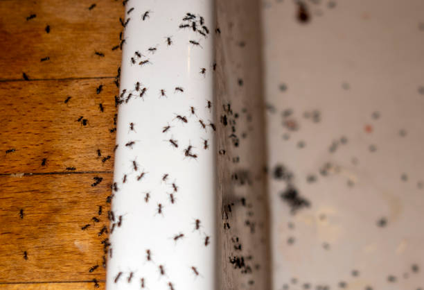 Best Exterminator Services  in Brookings, OR