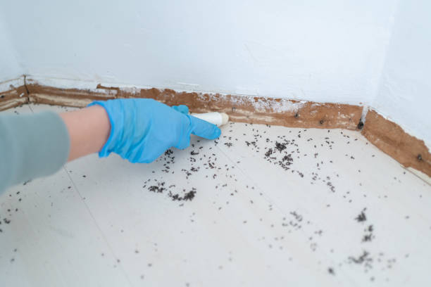 Professional Pest Control in Brookings, OR